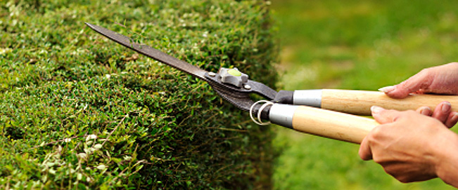 proteatuine Garden Maintenance and lawn care services